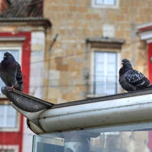 Gołębie brudzą Twój balkon – co możesz zrobić?