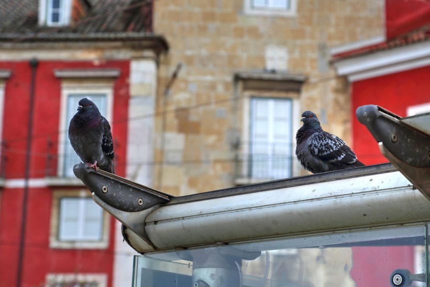 Gołębie brudzą Twój balkon – co możesz zrobić?